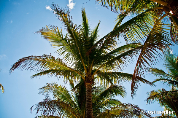 sun_thru_palms.jpg