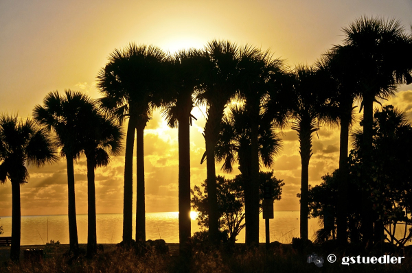 sun_thru_palms_2.jpg