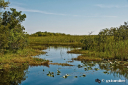 everglades_marsh.jpg