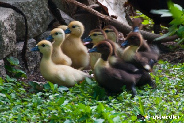 ducklings1.jpg