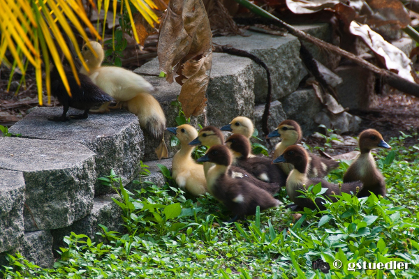 ducklings2.jpg