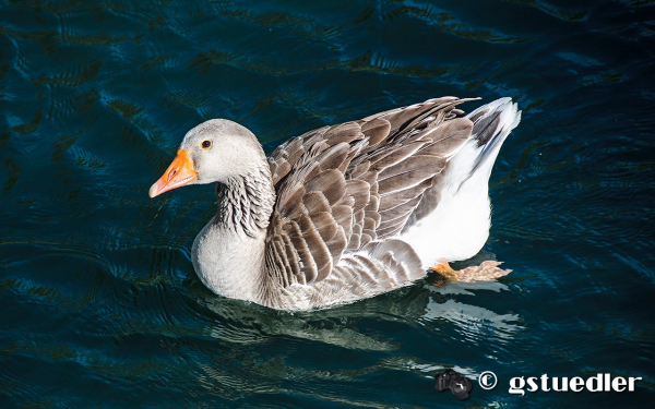 goose_coral_reef_park_.jpg