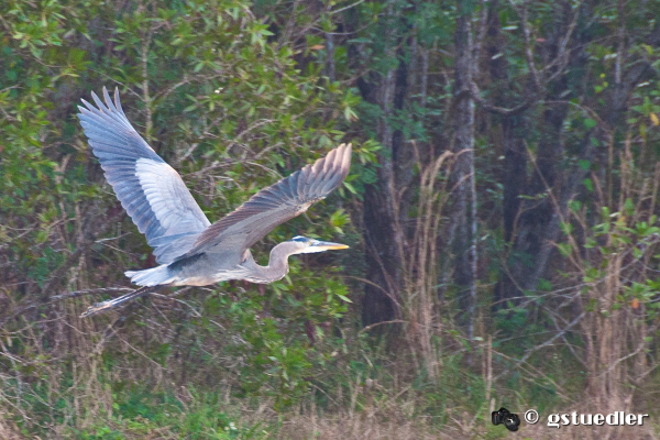 great_blue_heron.jpg