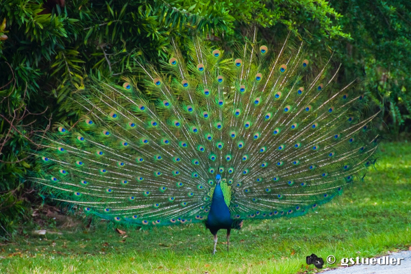 peacock.jpg