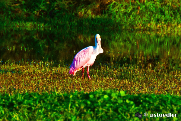 roseate_spoonbill.jpg