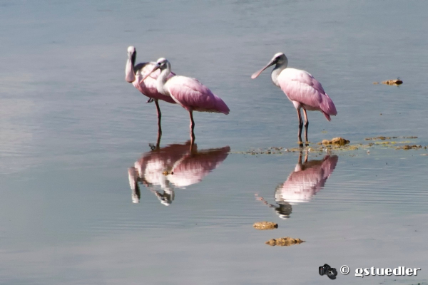 roseate_spoonbills.jpg