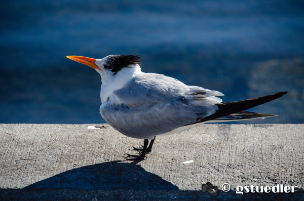 royal_tern_deering_external_.jpg