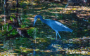 blue_heron_deering_external_.jpg