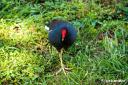 common_gallinule.jpg