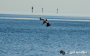 pelican_diving_deering_external_.jpg