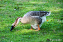 placid_goose.jpg