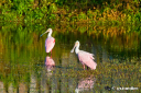 roseate_spoonbills_28229.jpg