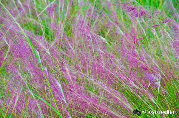 Hairy-awn_Muhly_grass.jpg