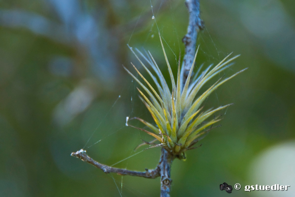 airplant.jpg