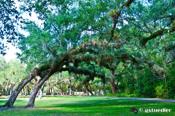 airplants_28229.jpg