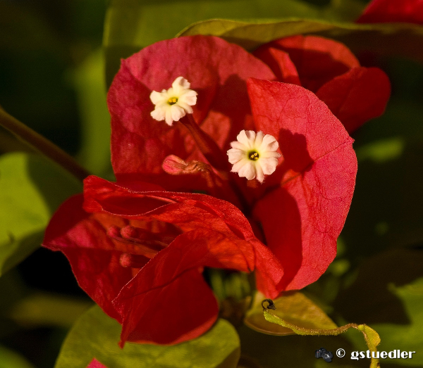 bougainvillea.jpg