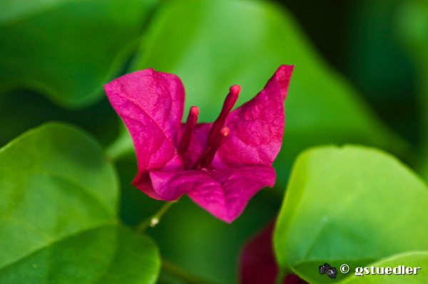 bougainvillea2.jpg