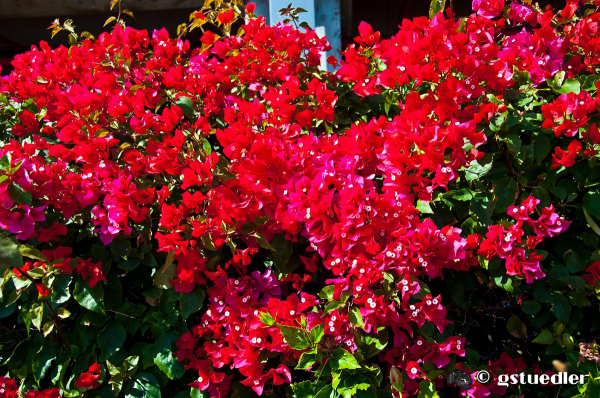 bougainvillea_28229.jpg