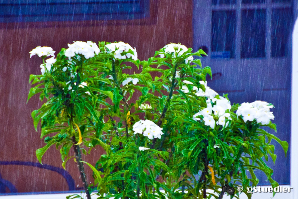 flowers_in_the_rain2.jpg