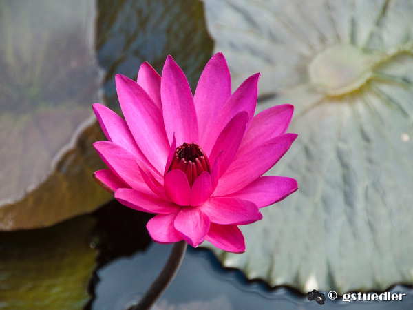 fuscia_waterplant.jpg