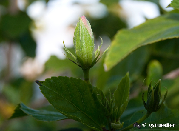 hibiscus_buds.jpg