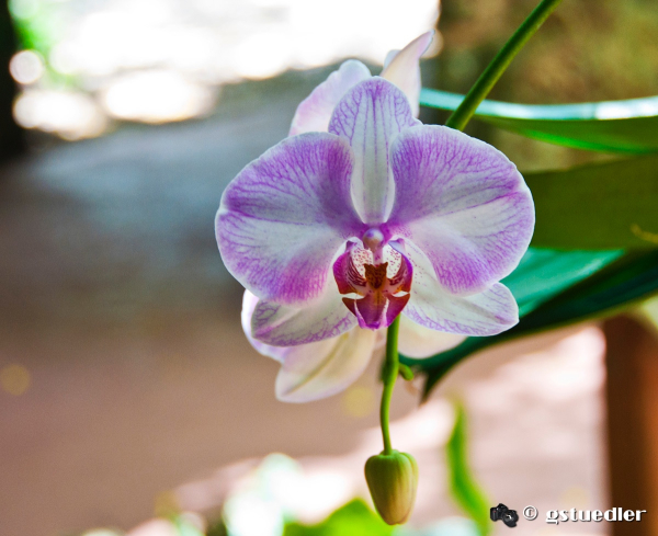 lavender_orchid3.jpg