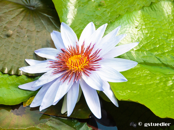 pale_violet_waterplant.jpg