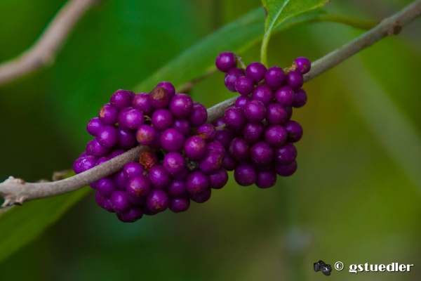 purple_berries.jpg