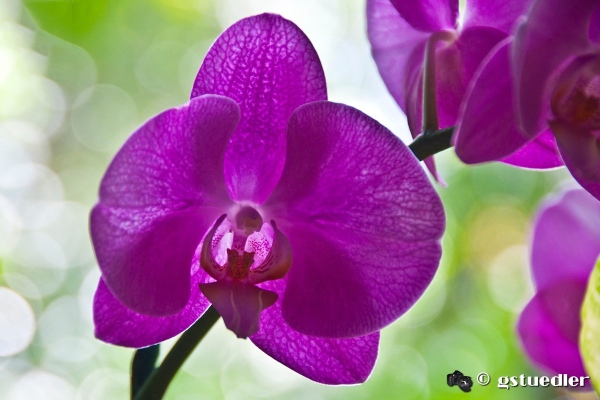 purple_orchid.jpg