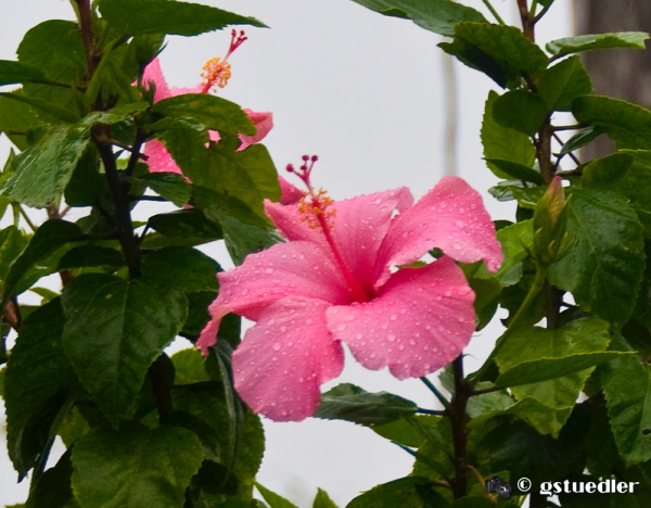 rainy_day_hibiscus.jpg