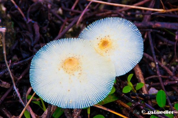 rainy_day_mushrooms.jpg