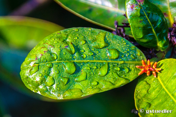 sweaty_plants.jpg