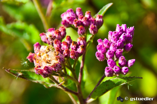 tiny_purple_buds.jpg