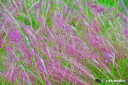 Hairy-awn_Muhly_grass.jpg