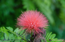 bottlebrush.jpg