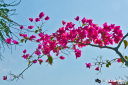 bougainvillea1.jpg