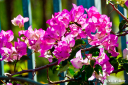 bougainvillea2_28229.jpg