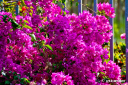 bougainvillea3.jpg