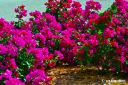 bougainvillea_2.jpg