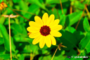 brown_eyed_susan.jpg