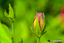 hibiscus_bud.jpg