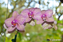 orchid3.jpg