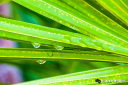 palmetto_droplets.jpg