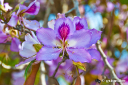 purple_magnolia_28229.jpg